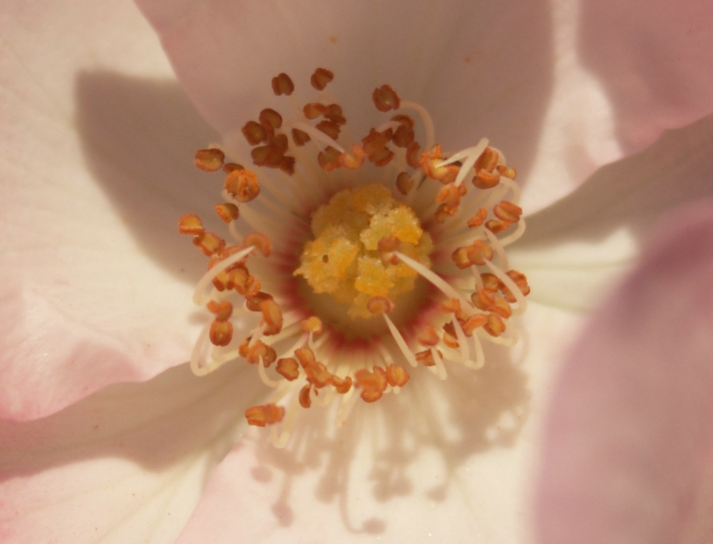 NFFcomp Tokina RMC 28 70 8 Makro Crop