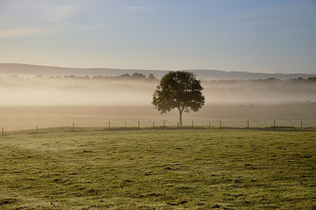 nffogtree