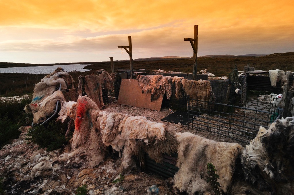 nffsheep