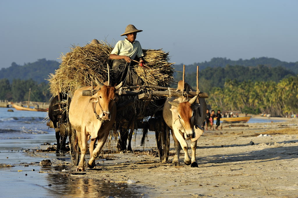 Ngapali