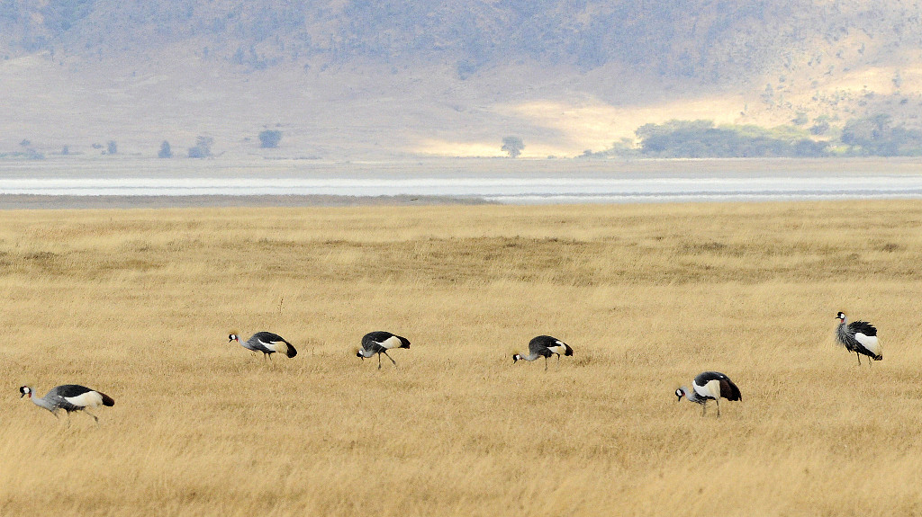 ngorongoro savanne 0
