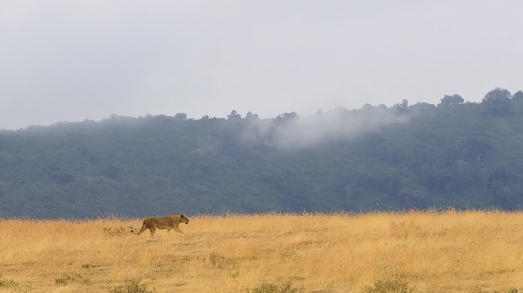 ngorongoro savanne 1