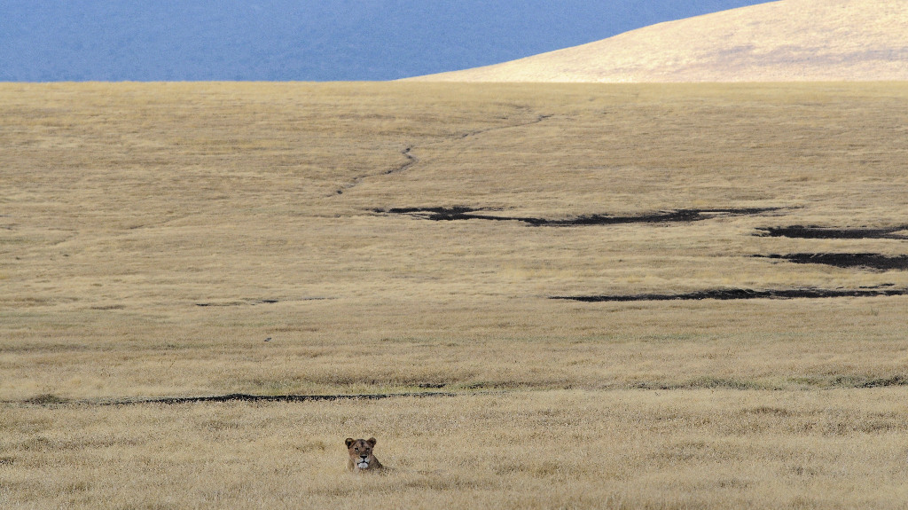 ngorongoro savanne 2