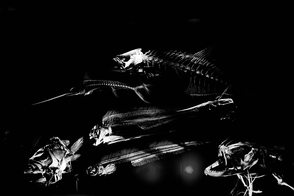 NHM Fisch 1