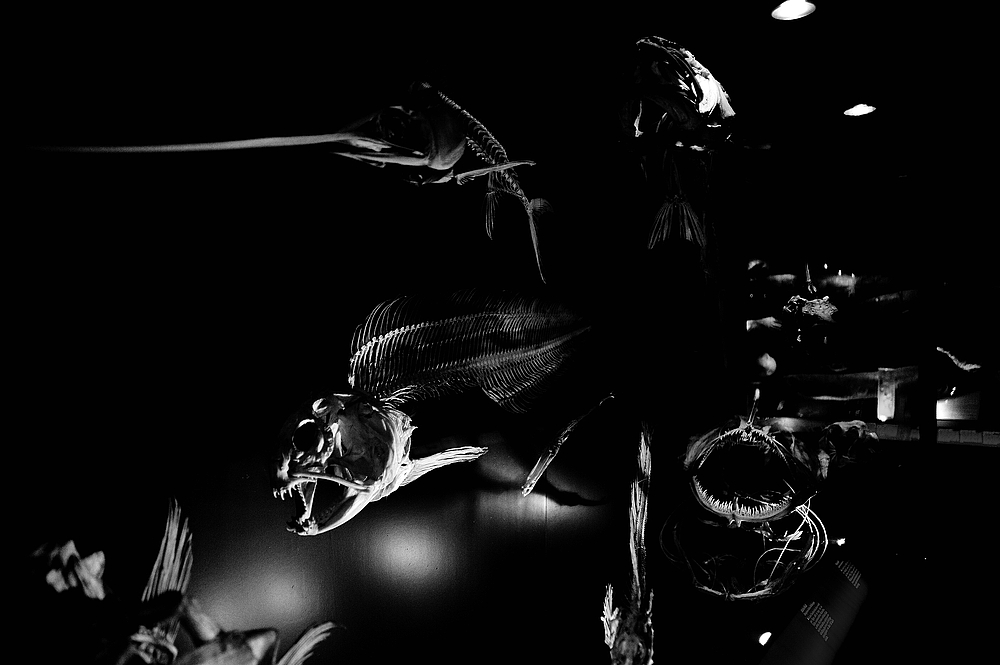 NHM Fisch 2