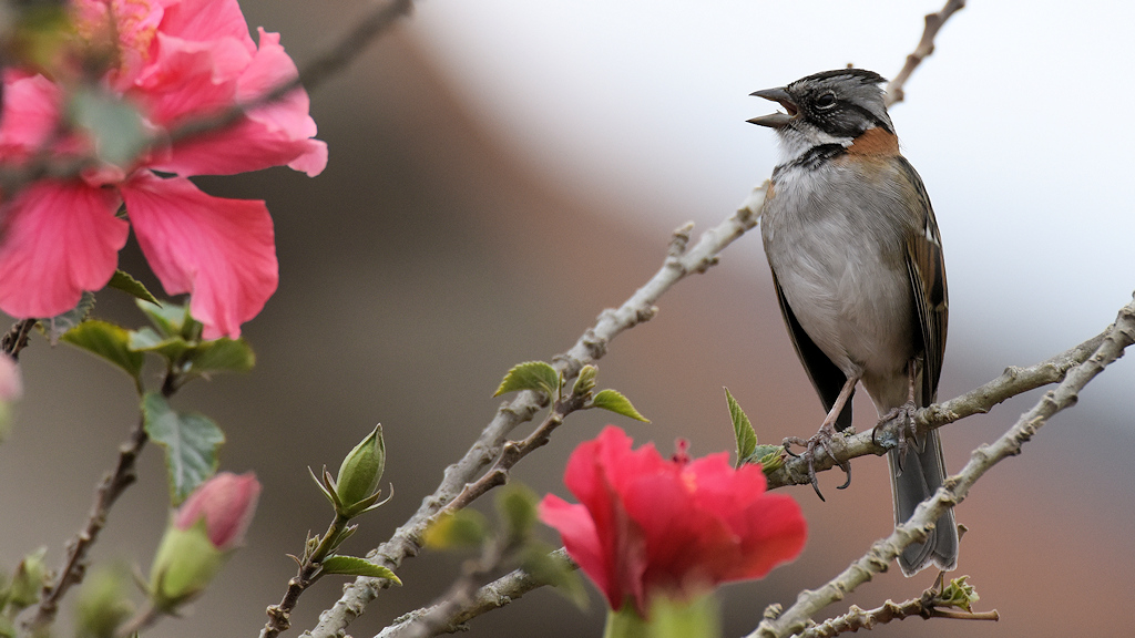 Nicht identifizierter Vogel in Midal del Mundo
0456