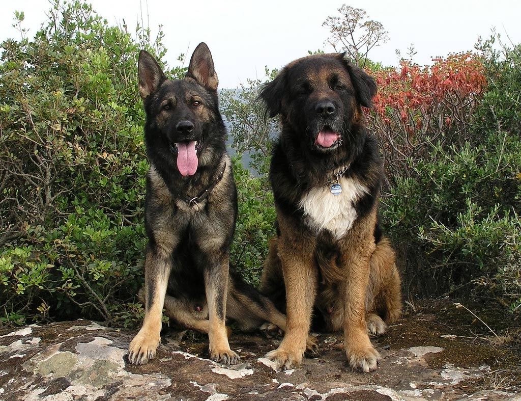 Nigel &amp; Teauila