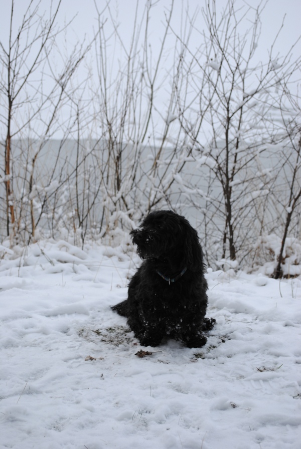 Nikki im Schnee 1