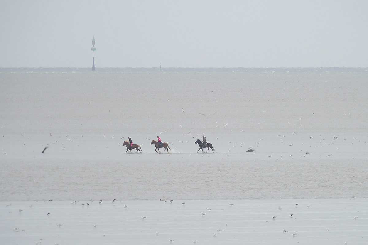 Nikkor AF-D 300mm/f2.8 mit TK KENKO 2x 300 Pro DGX [D3S0613Axl]