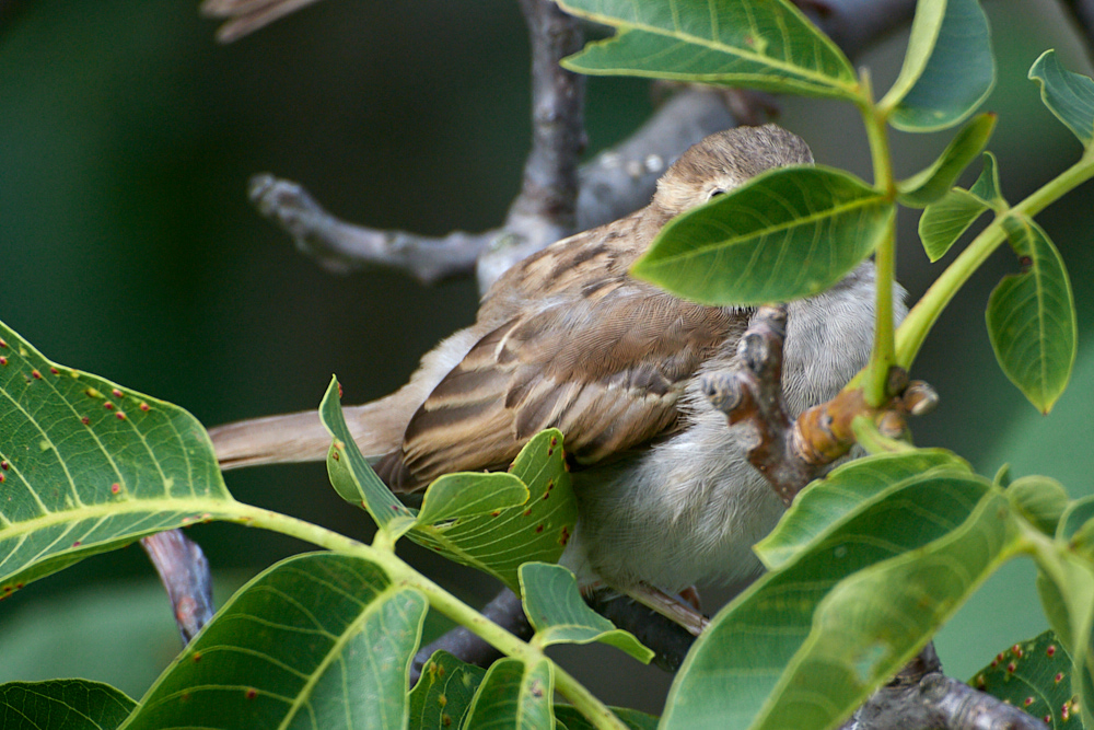 NIKON 1 J5, ISO 400, 1/320s, f/5.6, 300 mm
Eins, zwei, drei, vier Eckstein, alles muß versteckt sein ... :-)