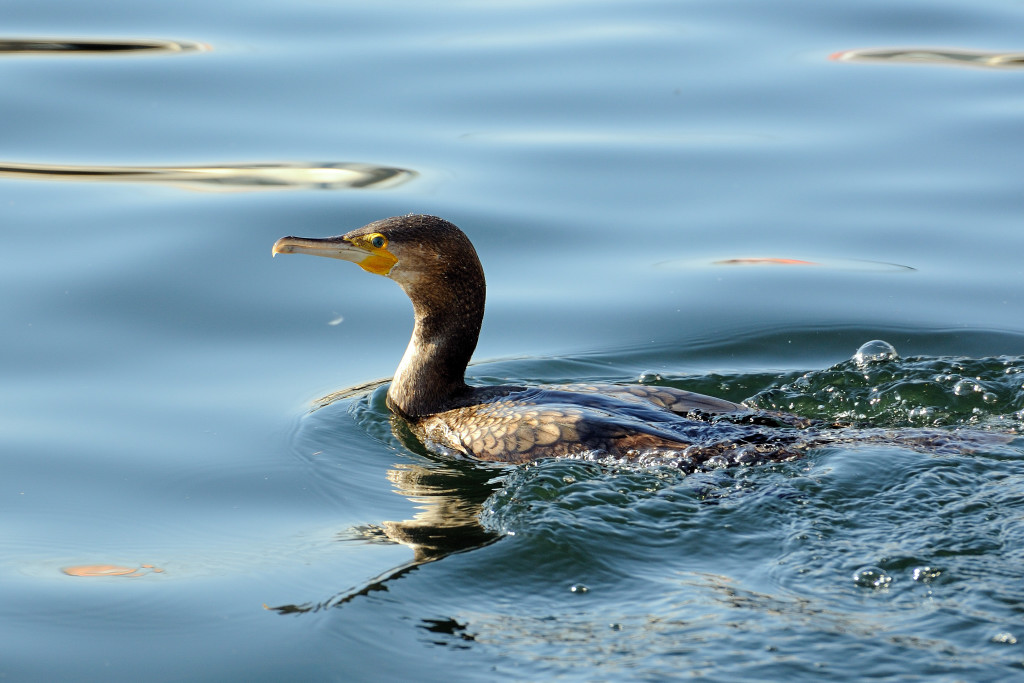 Nikon 300S 70-200 2.8