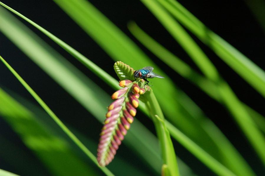 Nikon 50 Fliege