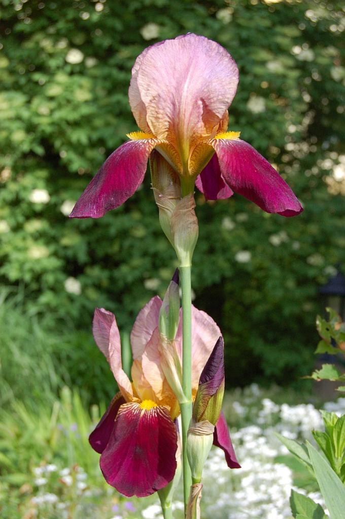 Nikon 50 Iris im Garten