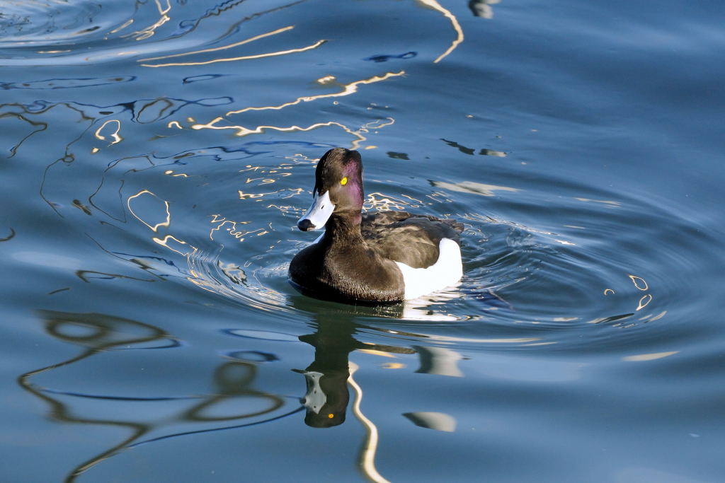 Nikon 70-200 2.8 VR2 200mm 1:9 1/500 ISO800
(Bearbeitet mit NX2)2018