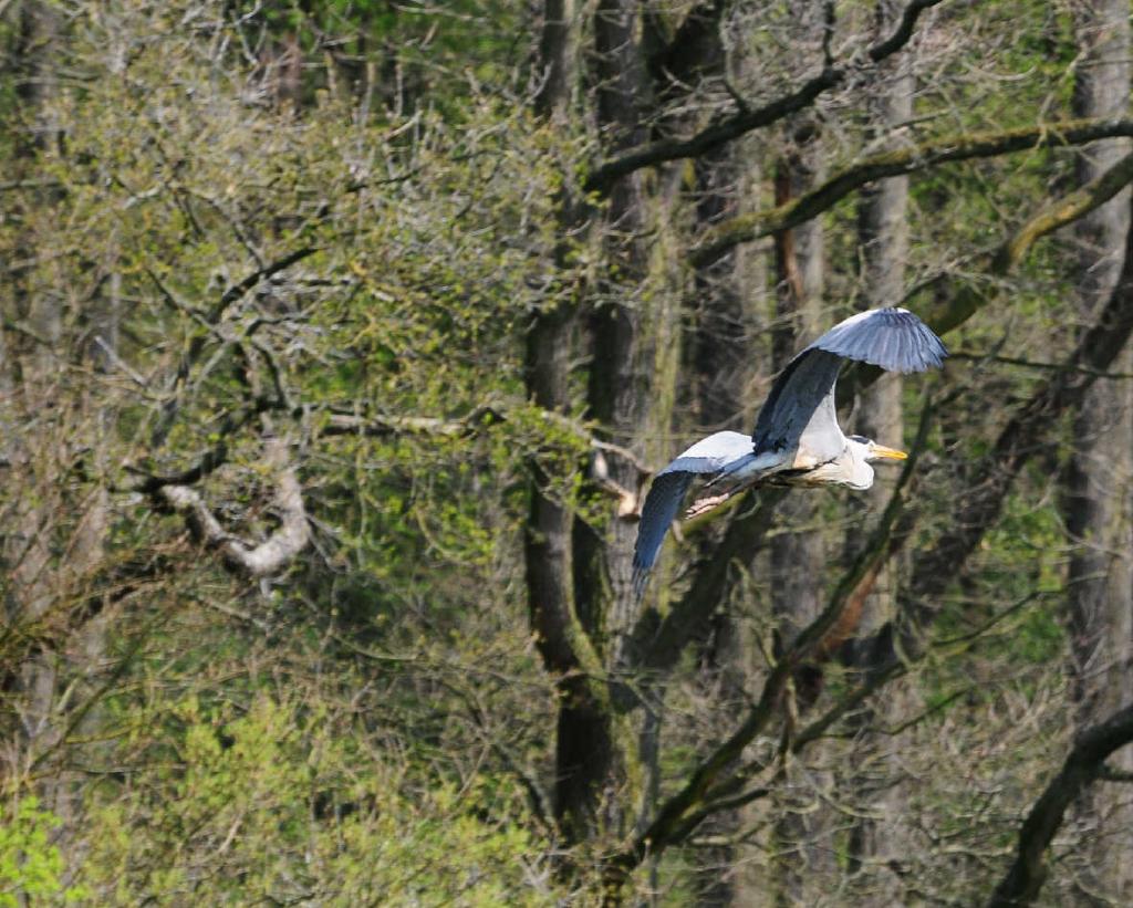 Nikon 70-300VR/1