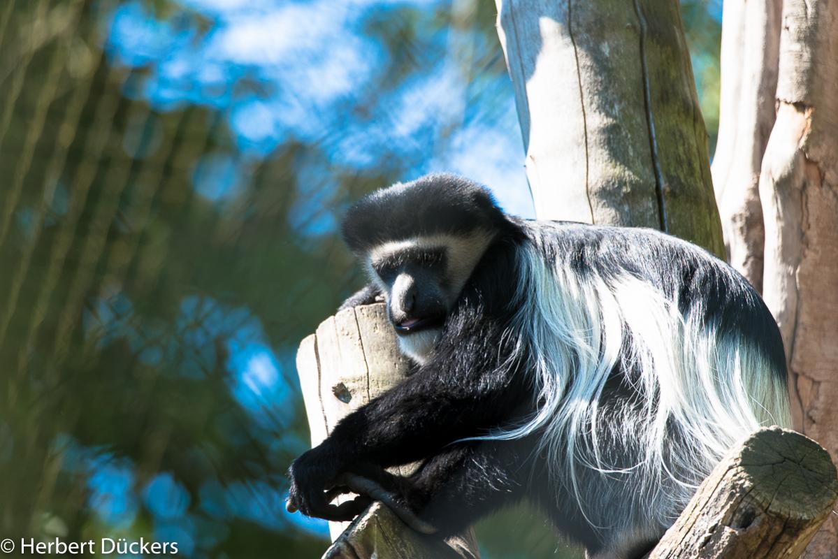 Nikon D 750 mit Sigma 150 - 600 mm im Krefelder Zoo aufgenommen
