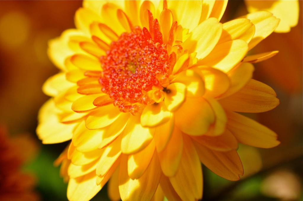 Nikon D300s mit 2,8/60