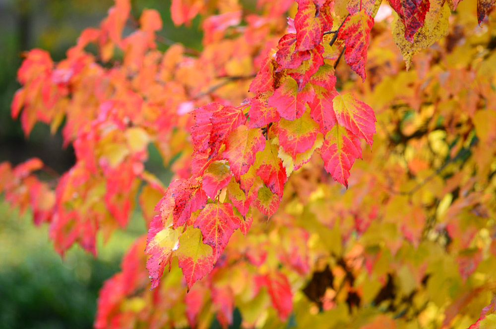Nikon D3200