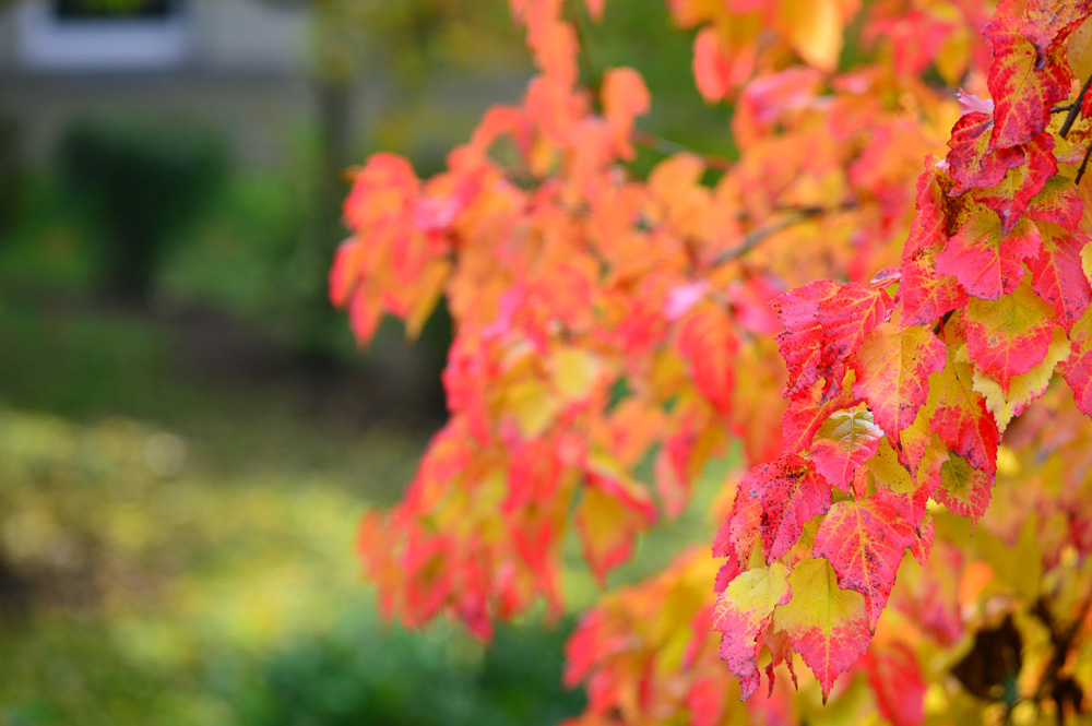 Nikon D3200