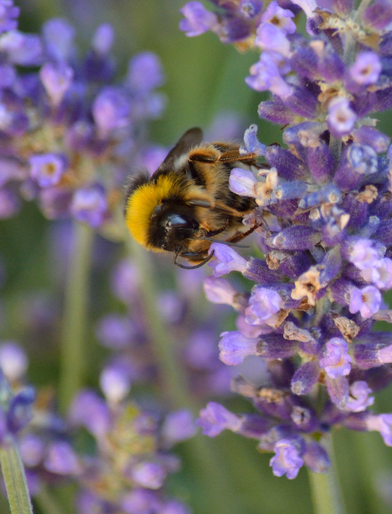 Nikon D5200 Bild Hummel 1