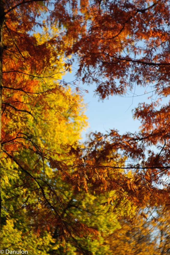 NIKON D700   0.0 mm f 0.0   161101 153506