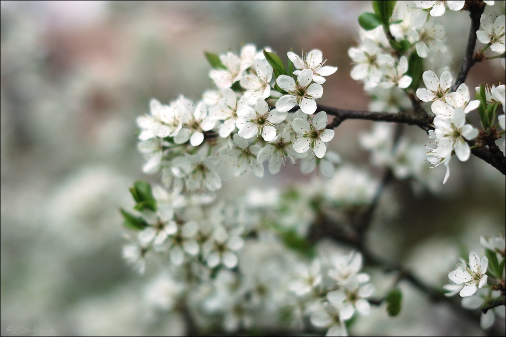 NIKON D70s
AF-S 50mm/1:1,4G
Blende 2
Blüten