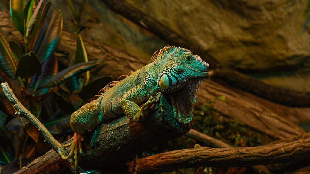 Nikon D7100
Aufgenommen im Zoo Halle