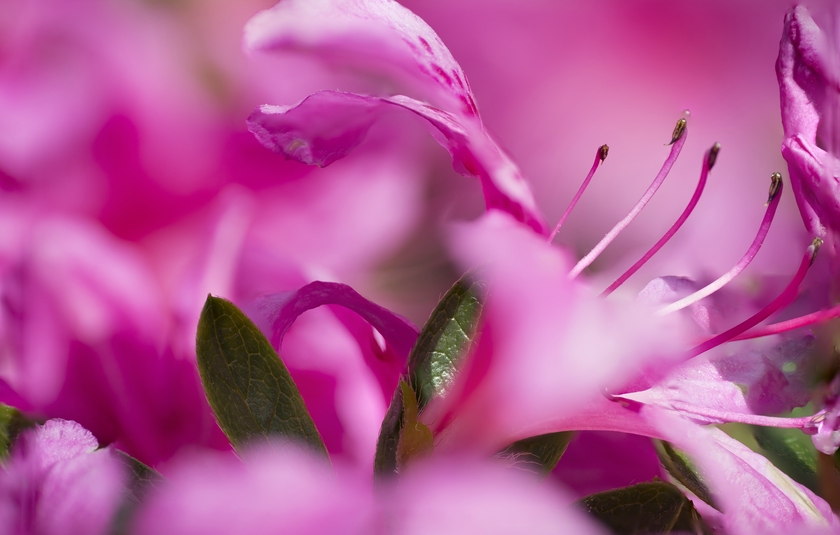 Nikon D7100, Tanron SP70-300, DCR150