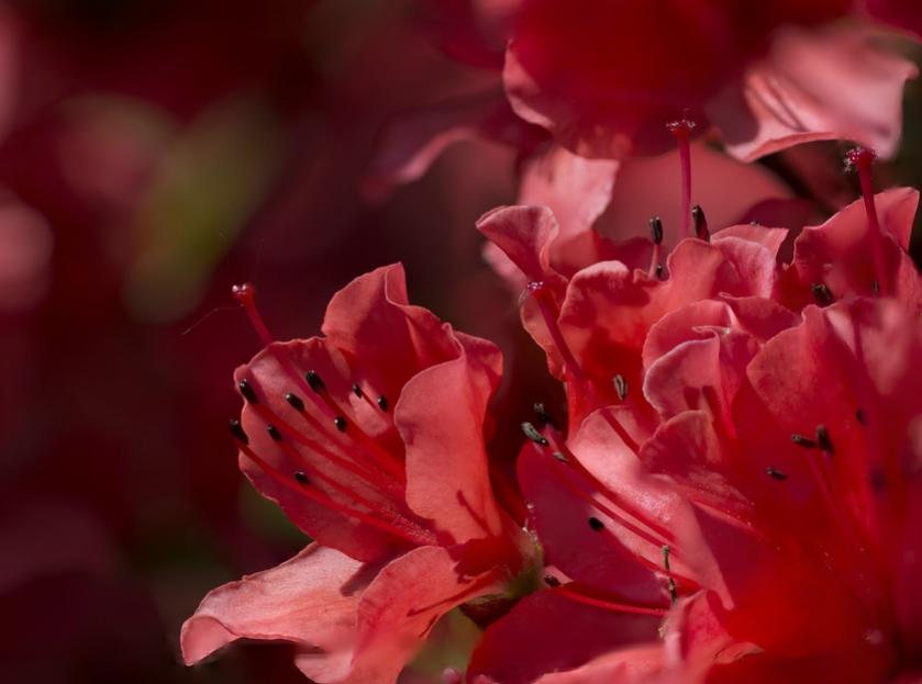 Nikon D7100, Tanron SP70-300, DCR150
