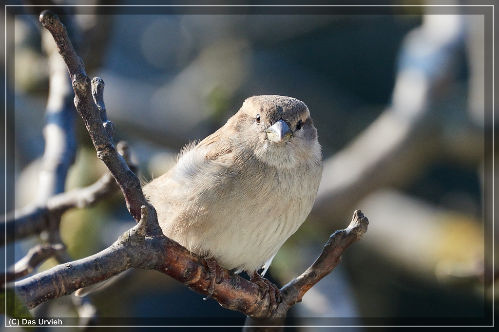 NIKON D810  ISO 1100  1 640 s  f8  600 mm
