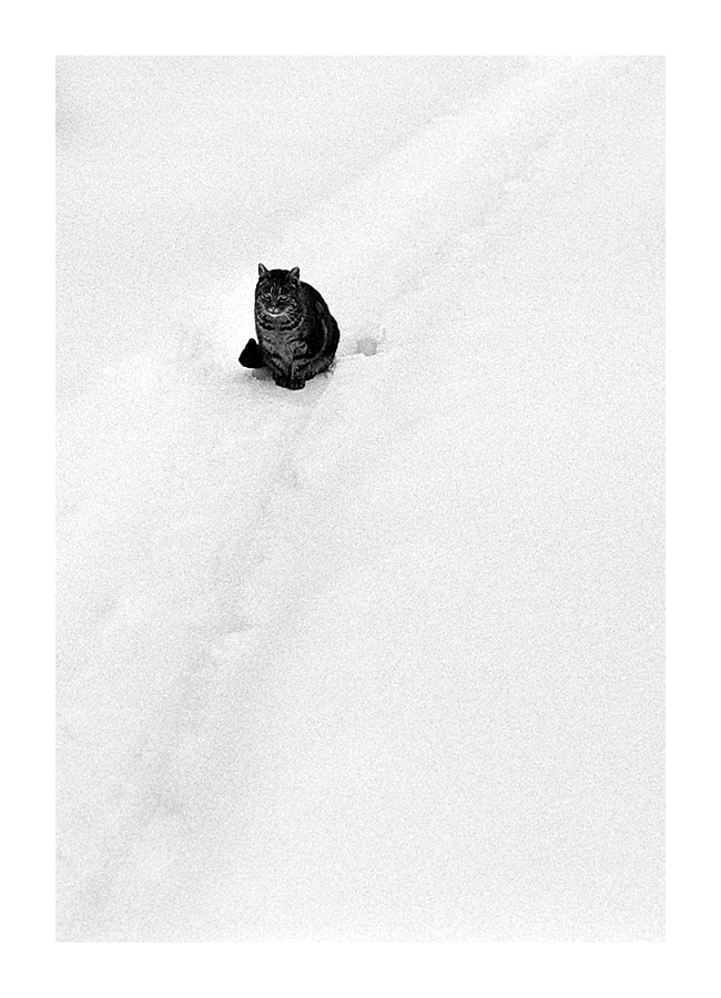 Nikon F100, Ilford Delta 400