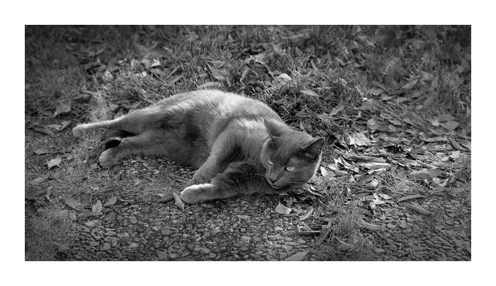 Nikon F100, Ilford FP4, AF 50/1.8 D