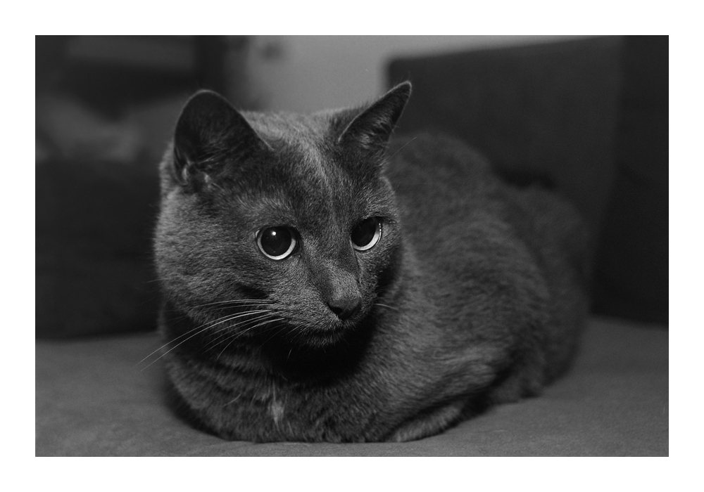 Nikon F100, Ilford FP4, Nikkor AF 28-70 D @ f/4.5, SB-600