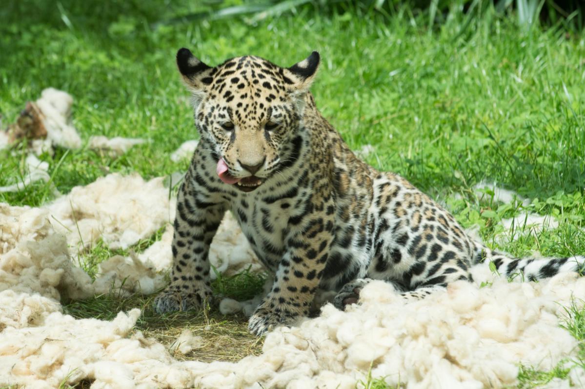 Nikon Forum Jaguar 6