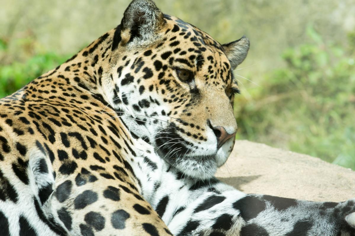 Nikon Forum Jaguar 7