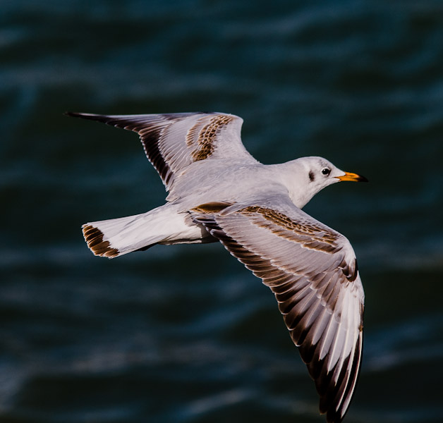Nikon   Forum Möwe 1