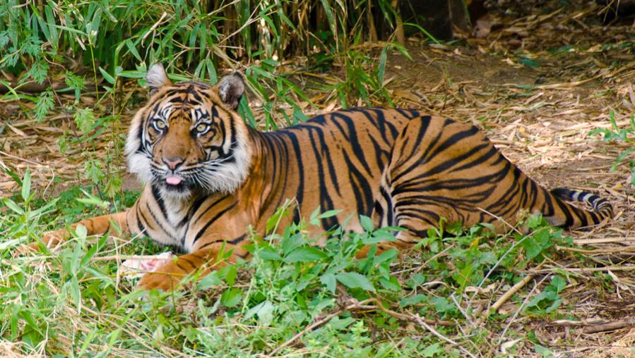 nikon Forum tiger (1 von 1)