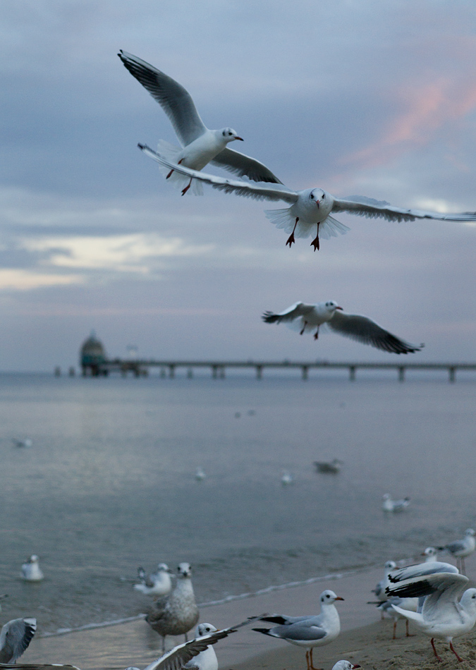 Nikon Treffen Usedom 2013 1037111