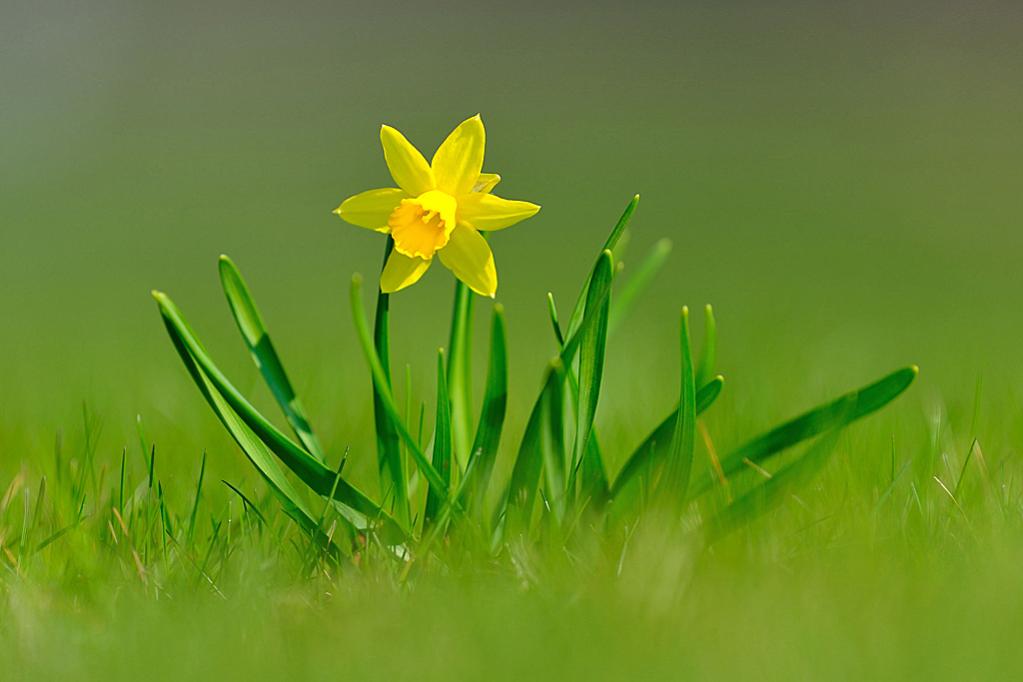 Nikon VR 200 mm + TC 1.4 x = 280 mm, Bl. 4