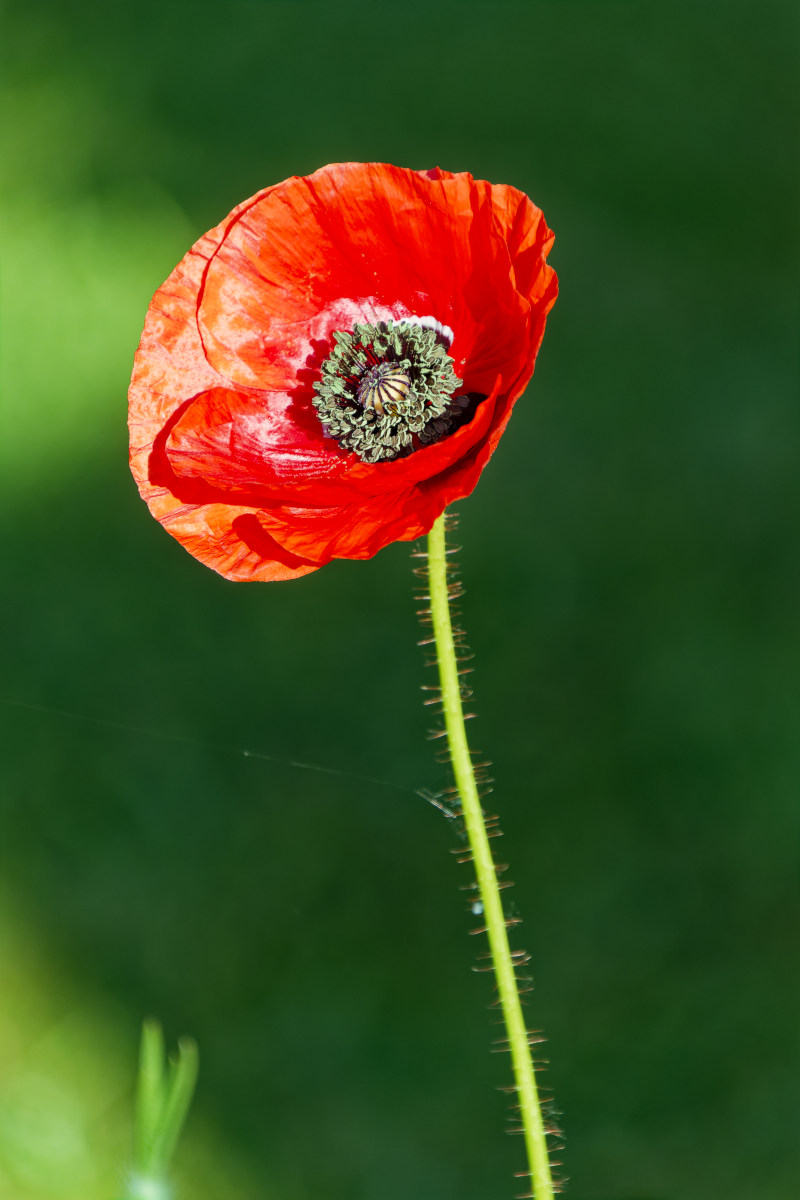 NIKON_2023_01329NF.jpg
