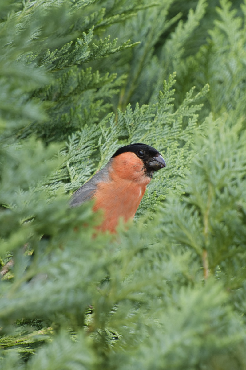 NIKON_2023_01433NF.jpg