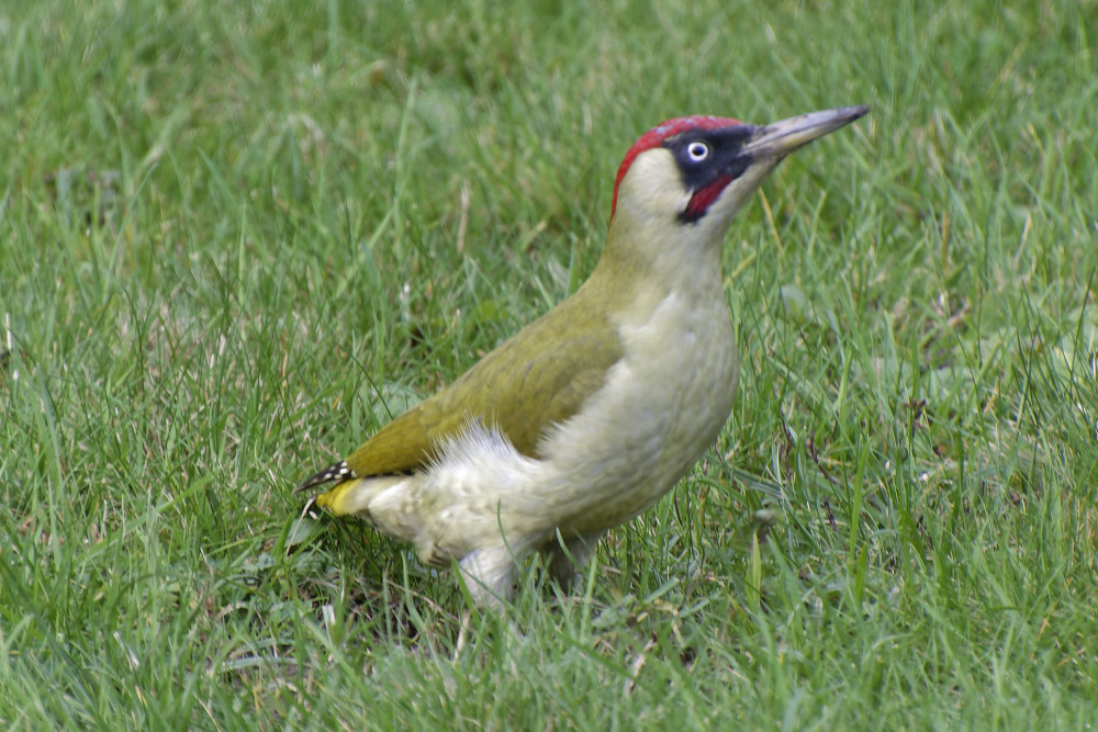 NIKON_2023_02000NF.jpg