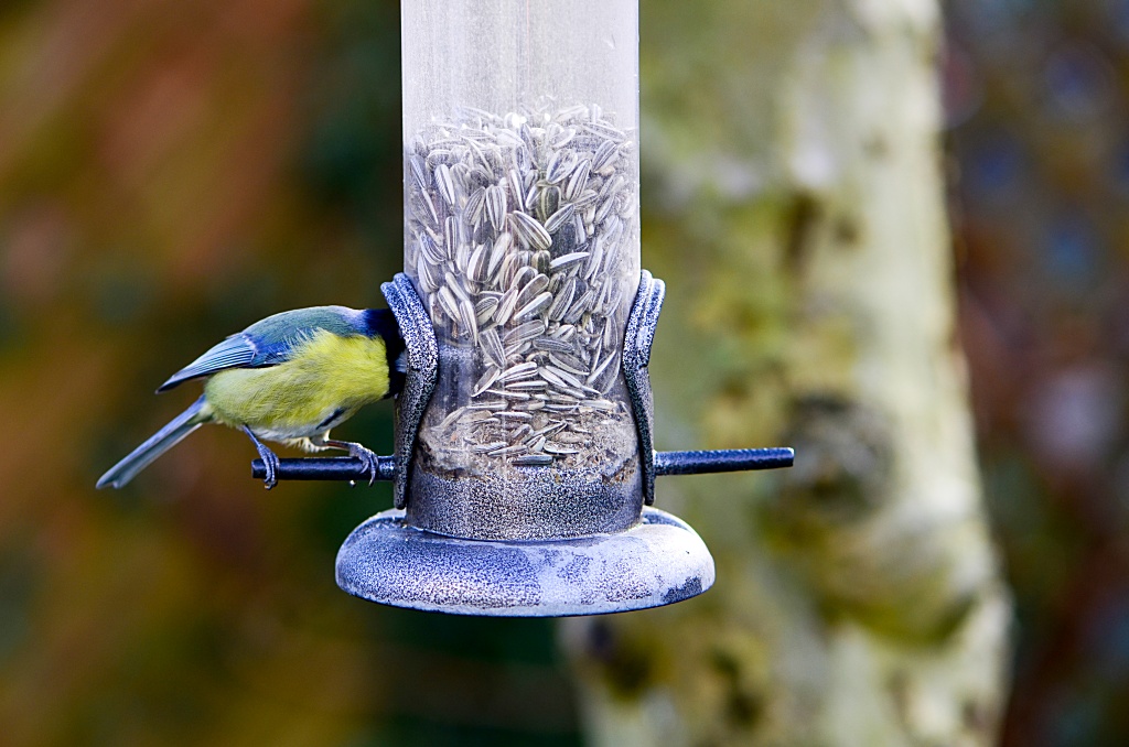 NikonD7000 DSC 8129 LR