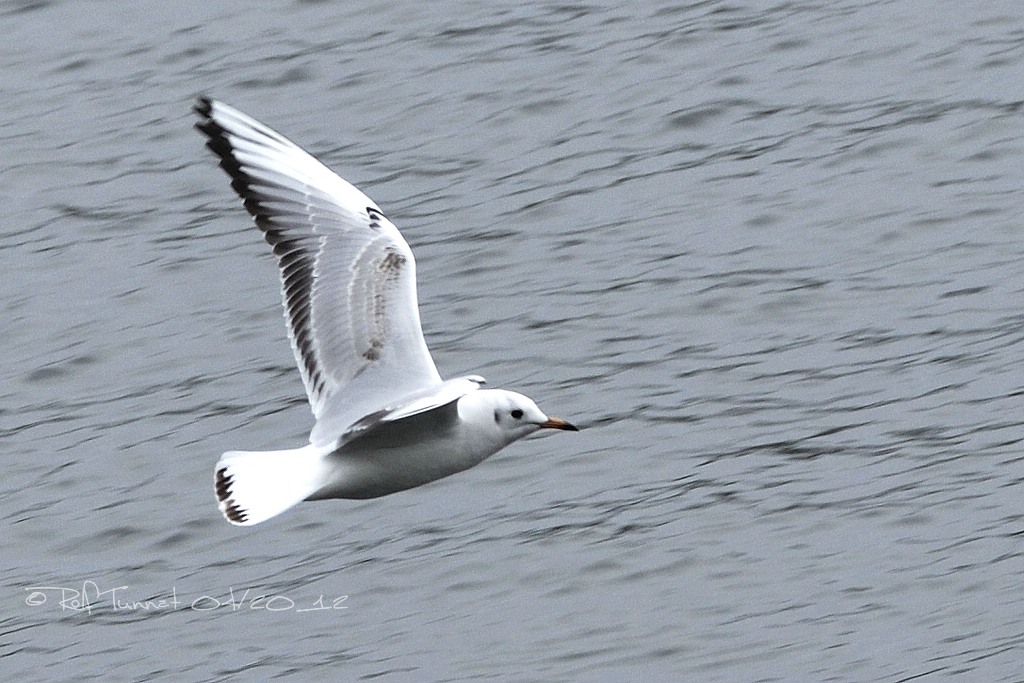 NikonFO Möwe   001