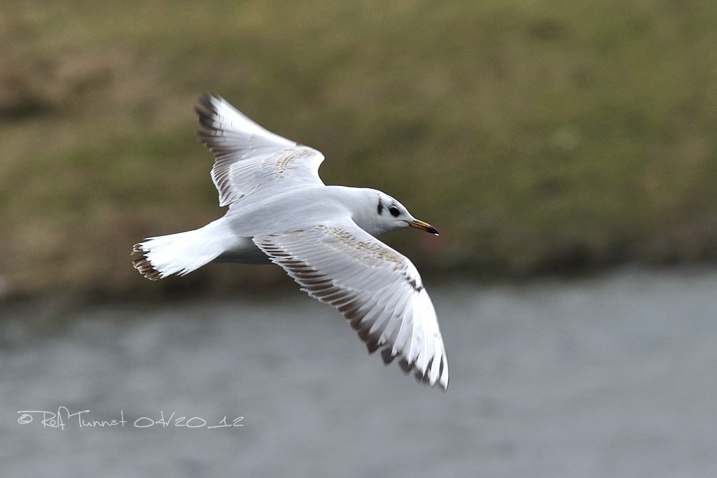 NikonFO Möwe   003