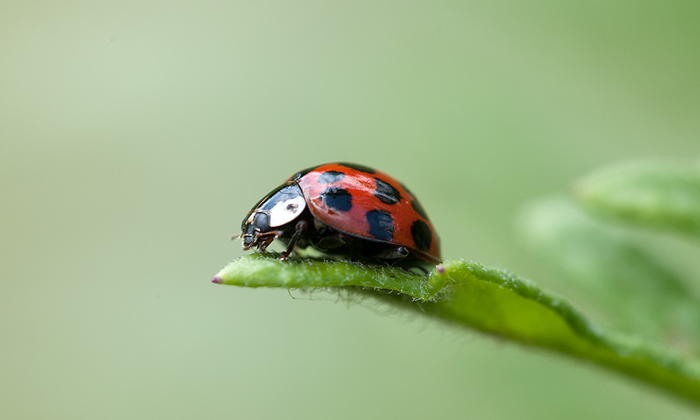 Nikonforum 01