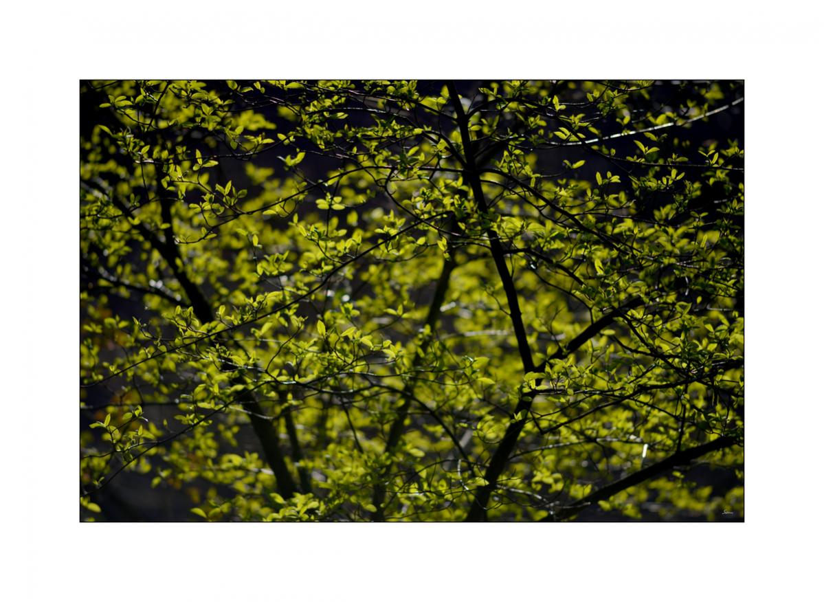 NikonPZ1 0525