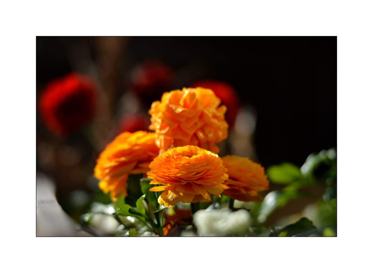 NikonPZ1 0527