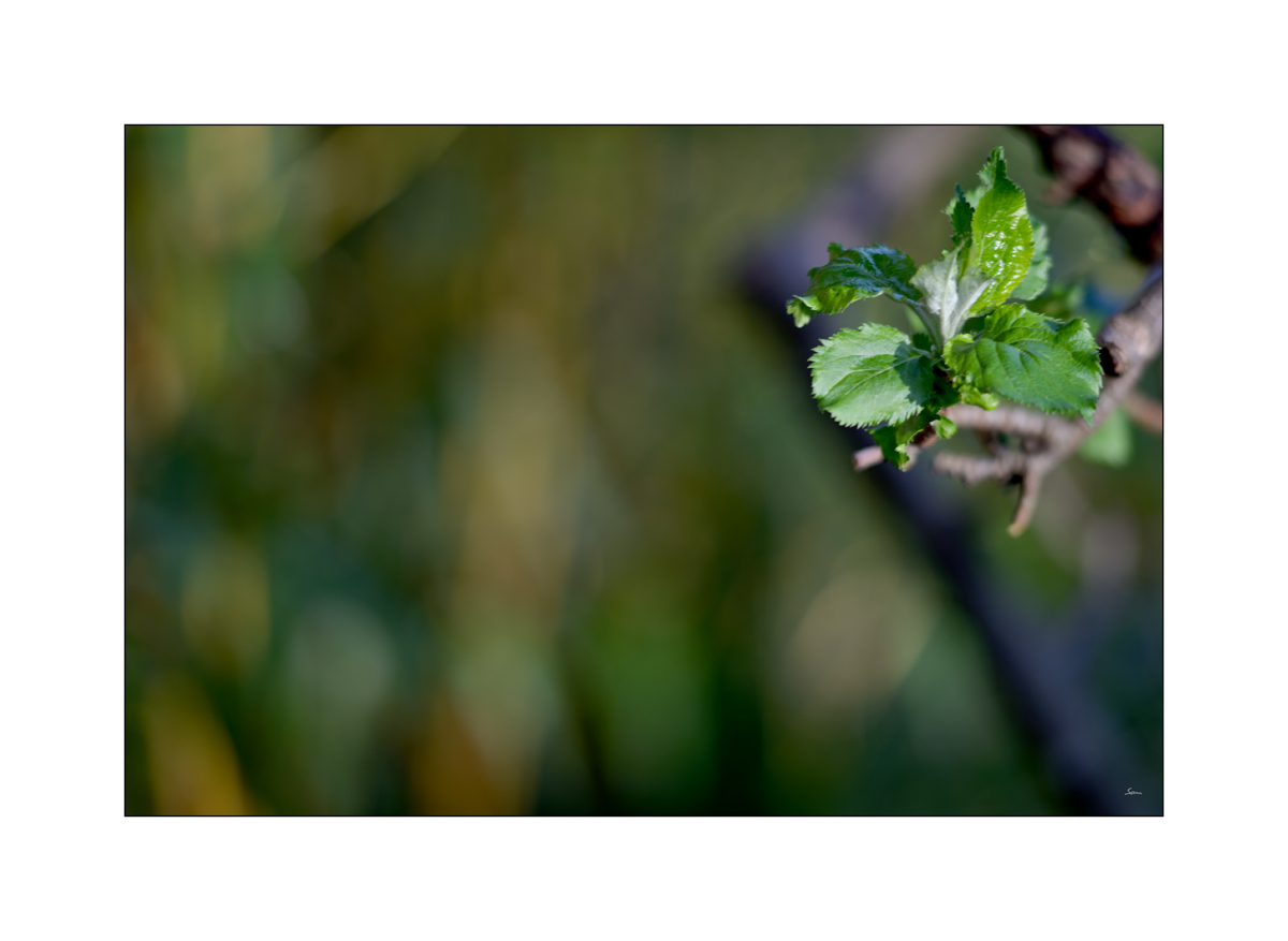 NikonPZ1 0529