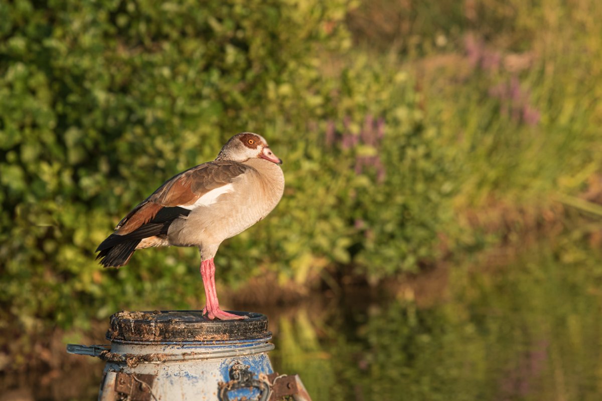 Nil-Ganter DSC_5735.jpg
